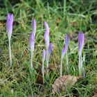 Der Frühling in den Startlöchern