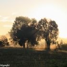 Der Frühling in der Lausitz 4