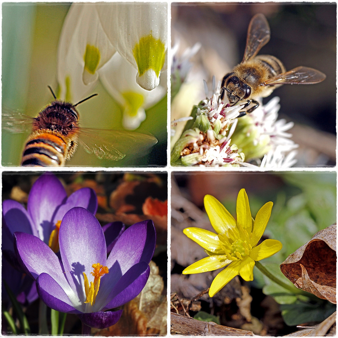 Der Frühling in Fauna und Flora ...