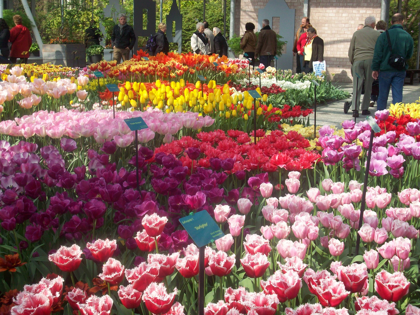 Der Frühling in Keukenhof