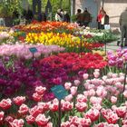 Der Frühling in Keukenhof