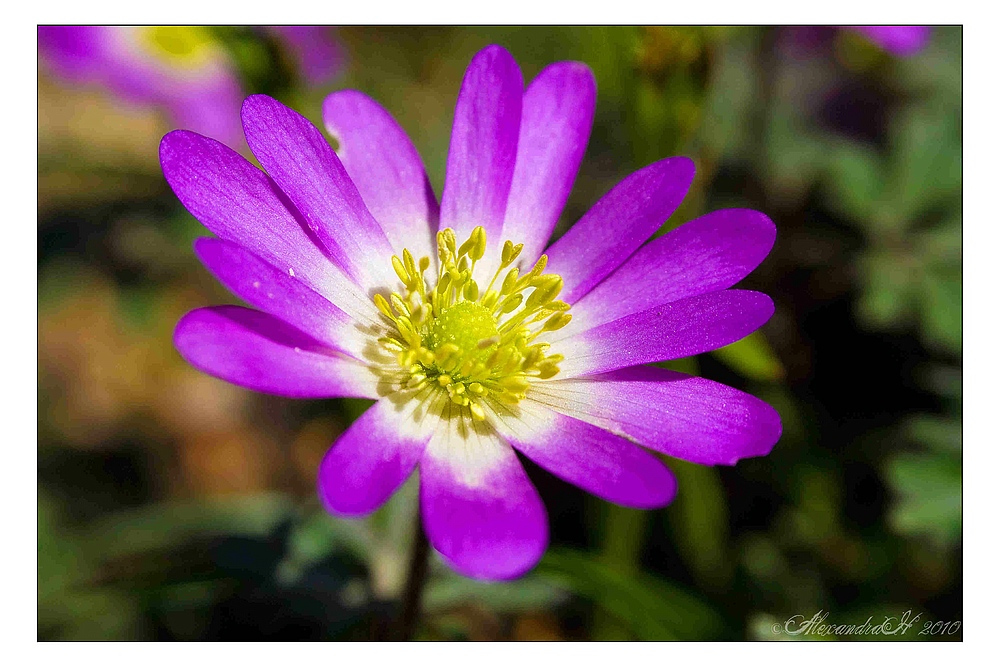 Der Frühling in lila