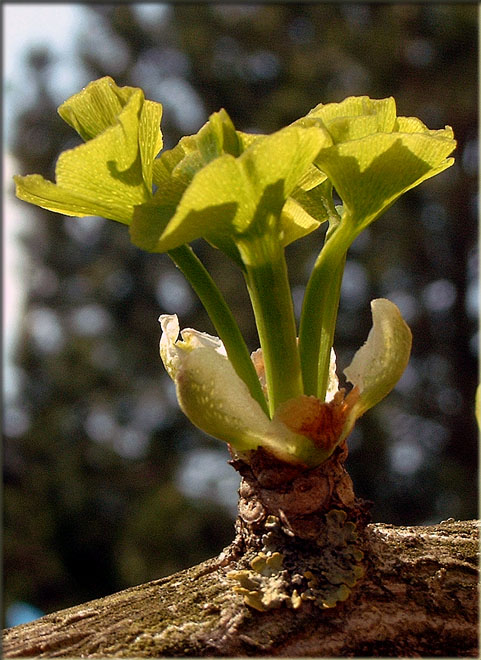 der Frühling in meinem Garten Ginkgo Biloba Foto & Bild pflanzen