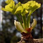 der Frühling in meinem Garten: Ginkgo Biloba