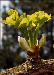 der Frühling in meinem Garten: Ginkgo Biloba