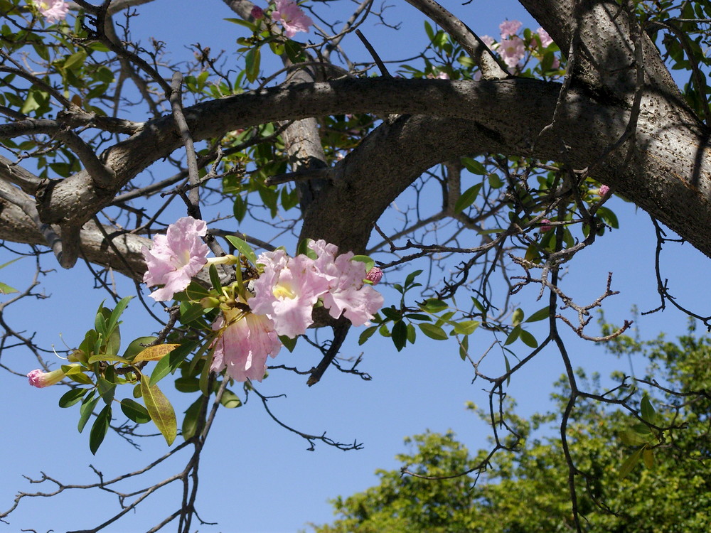 Der Frühling in Miami