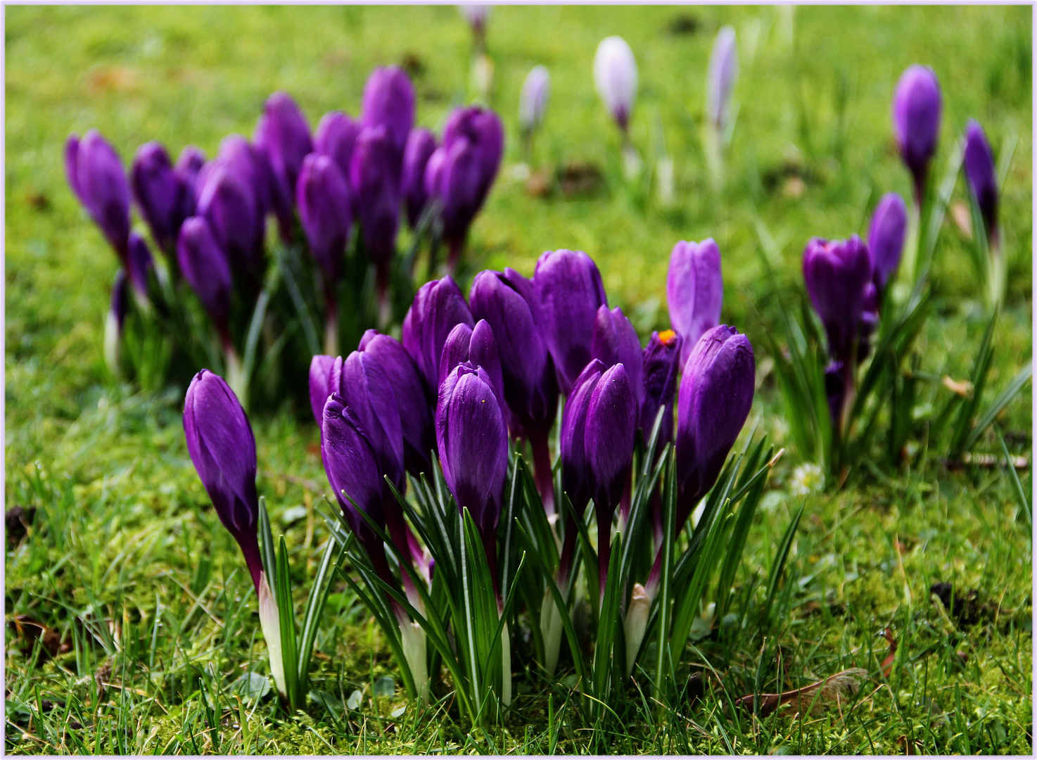 der Frühling in Oldenburg