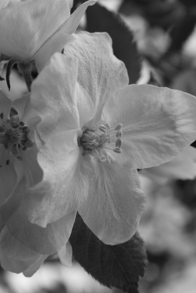 Der Frühling in schwarz-weis