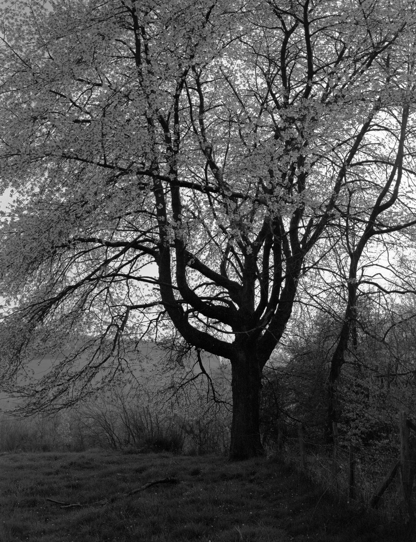 Der Frühling in Schwarzweiß