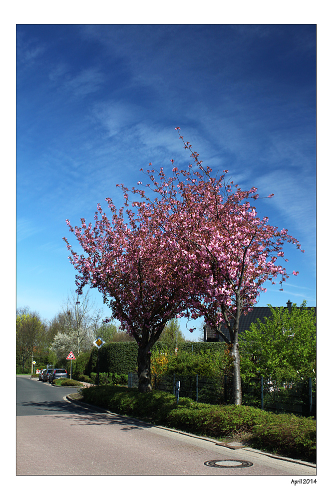 " Der Frühling in seinen schönsten Farben"