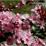 der Frühling in seiner ganzen Pracht