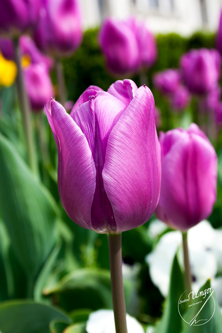 Der Frühling in seiner schönen Bracht