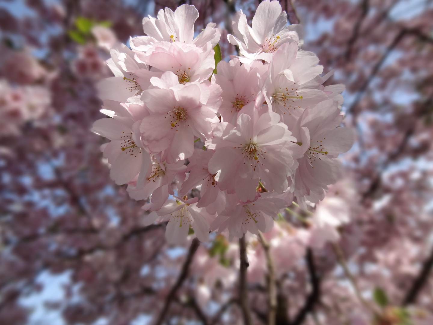 Der Frühling in seiner vollen Pracht