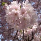 Der Frühling in seiner vollen Pracht