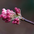 der Frühling in Sichtweite