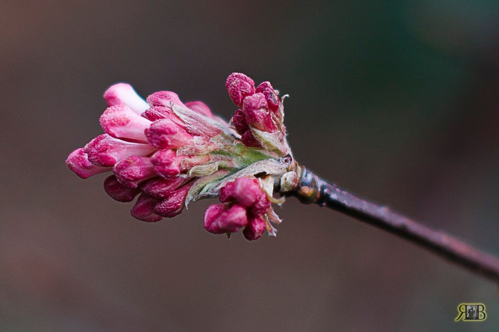 der Frühling in Sichtweite