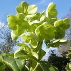 Der Frühling in Sichtweite: Mallorquinische Nieswurz ...