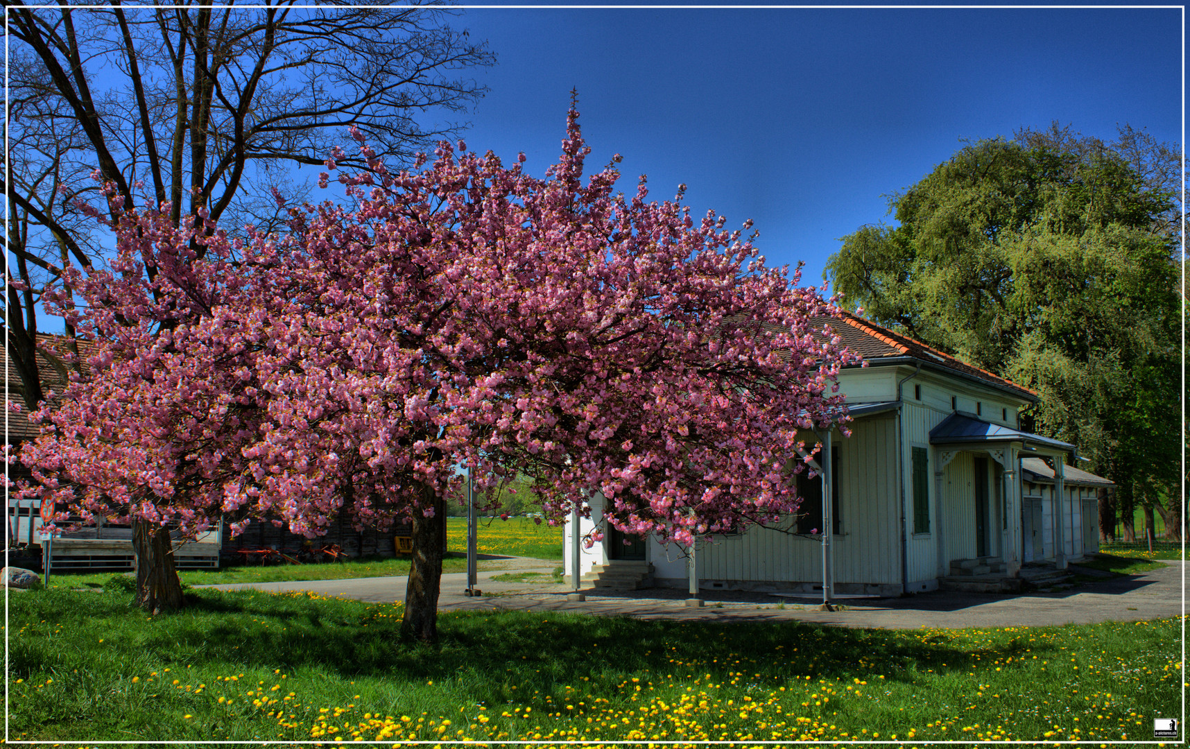 Der Frühling in voller Pracht