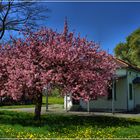 Der Frühling in voller Pracht