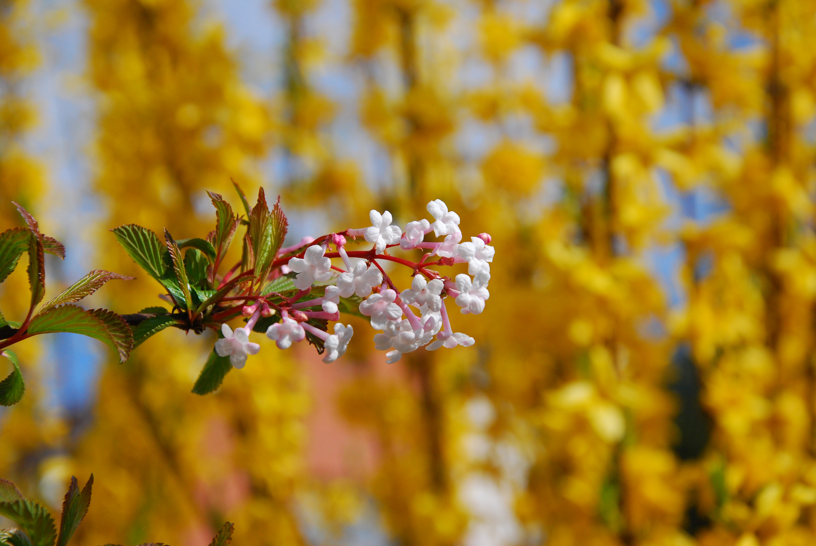 Der Frühling in voller Pracht