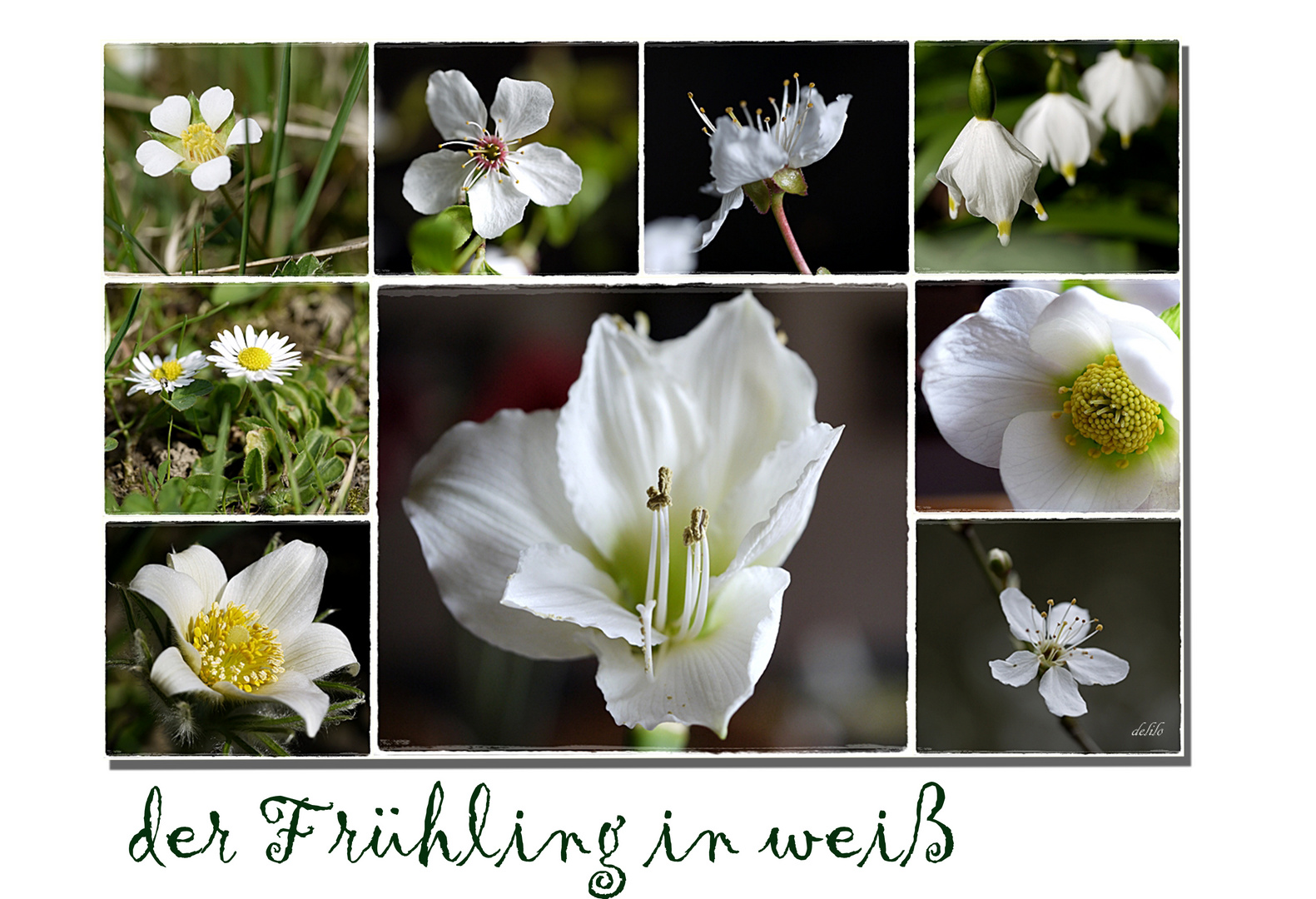 der Frühling in weiß