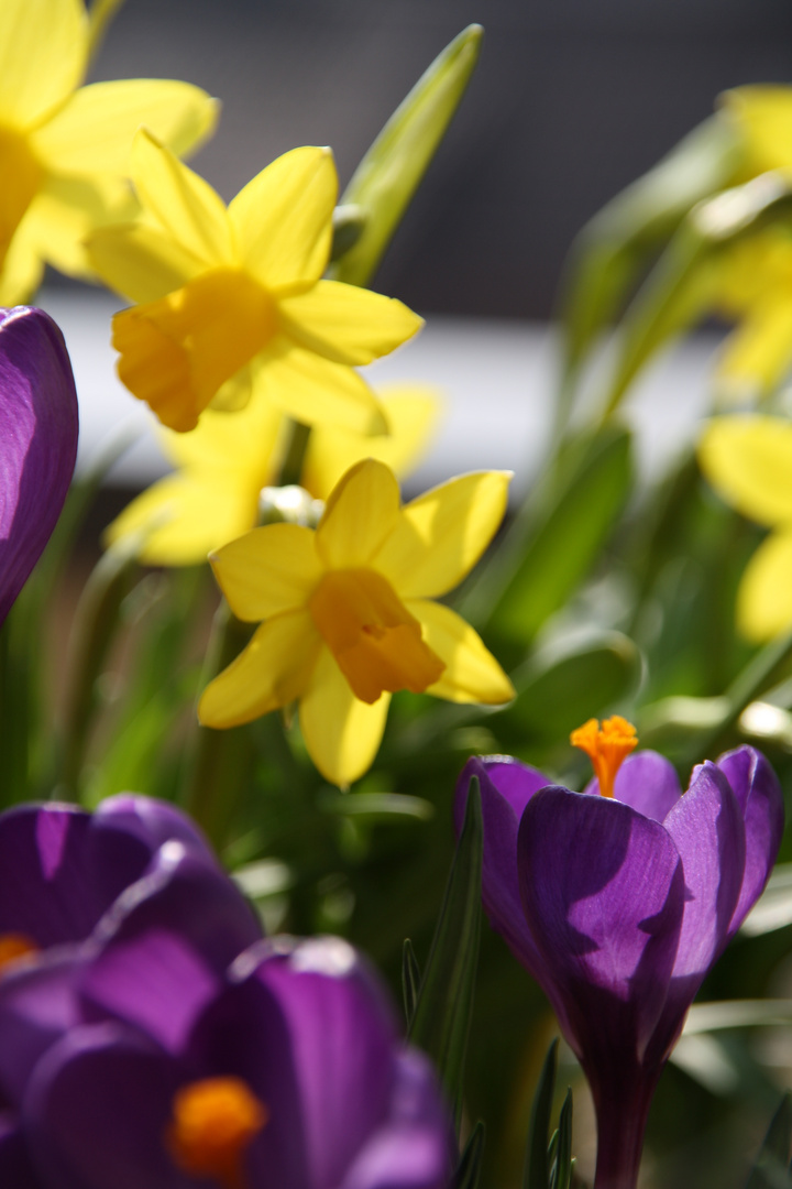 Der Frühling is´ da!!!