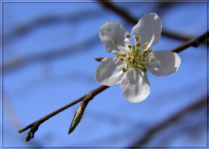 Der Frühling ist....