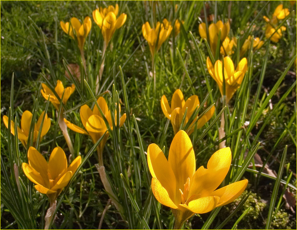 Der Frühling ist...