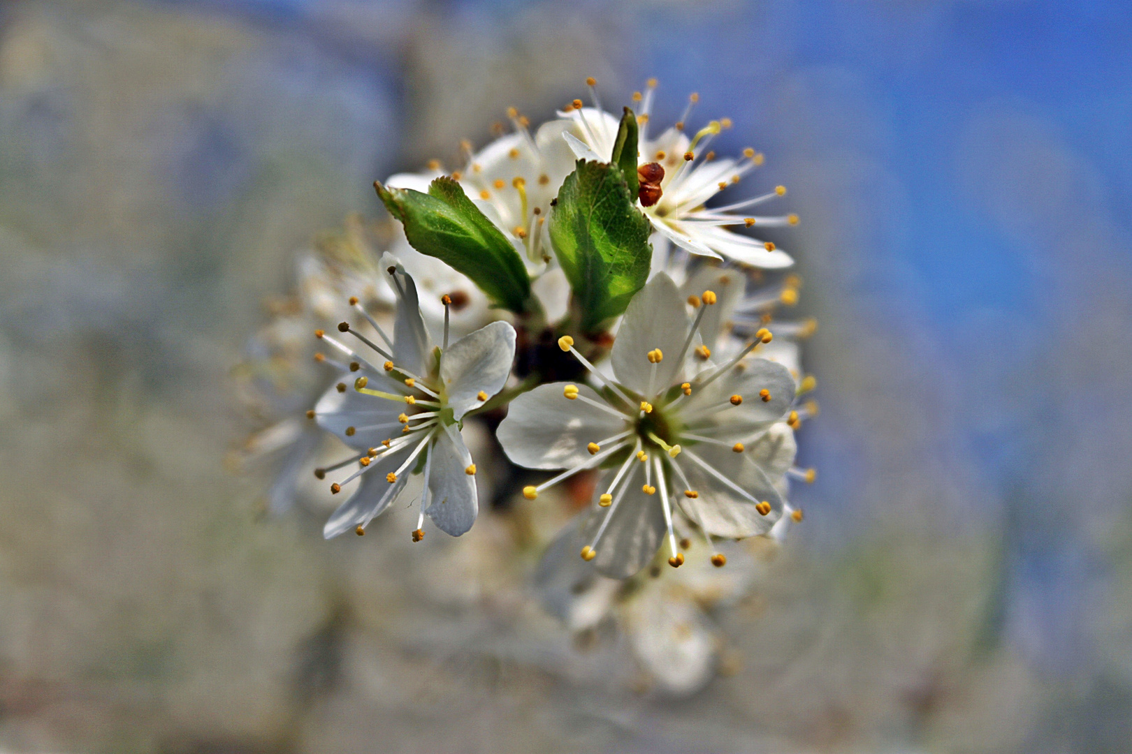 Der Frühling ist..........