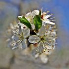 Der Frühling ist..........