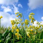 .......der Frühling ist angekommen