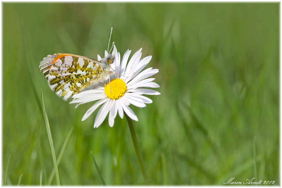 Der Frühling ist angekommen ...