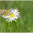 Der Frühling ist angekommen ...