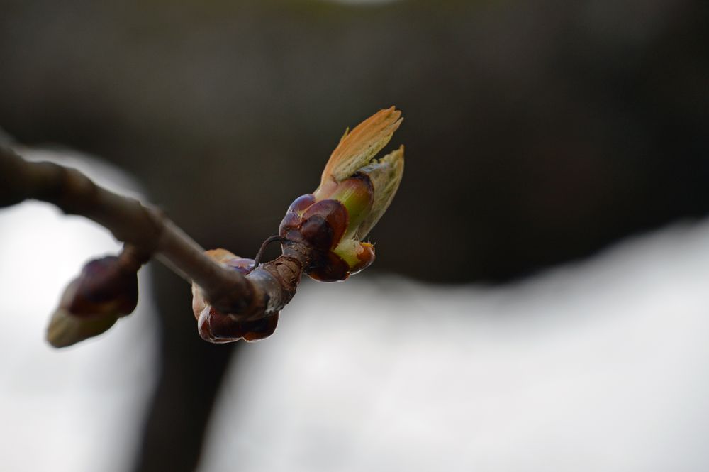 Der Frühling ist auf dem Weg