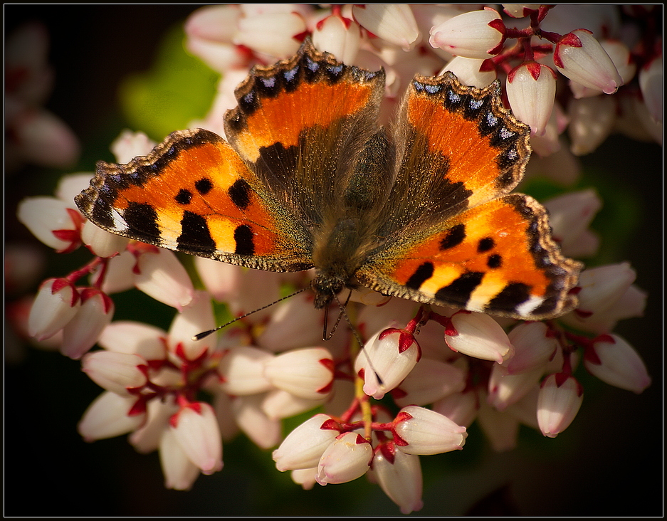 der frühling ist bei uns angekommen !!