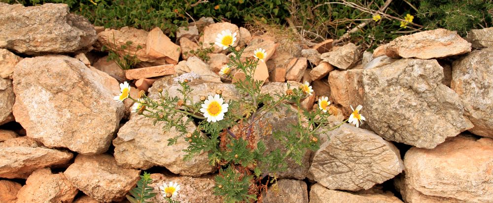 der Frühling ist bereits in den Steinen angekommen