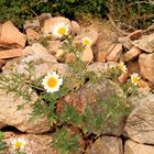 der Frühling ist bereits in den Steinen angekommen