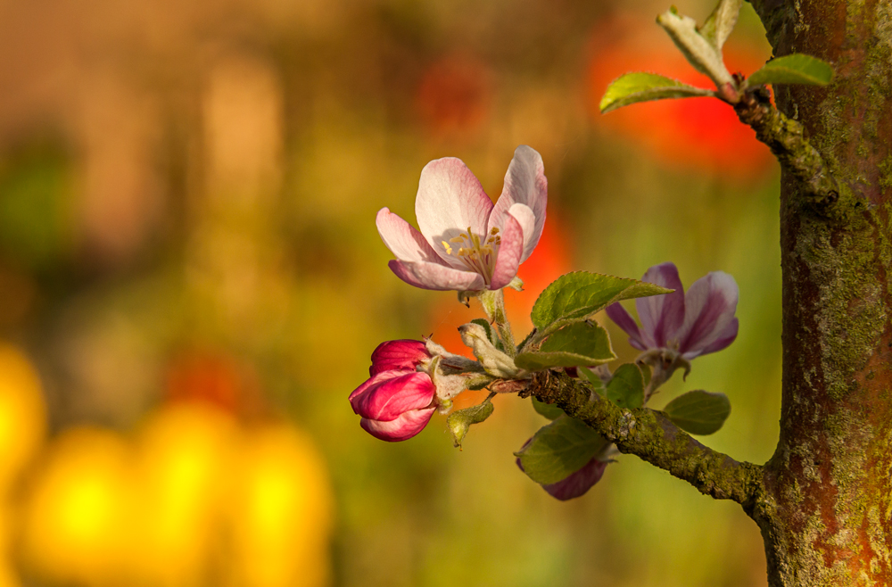 Der Frühling ist bunt!