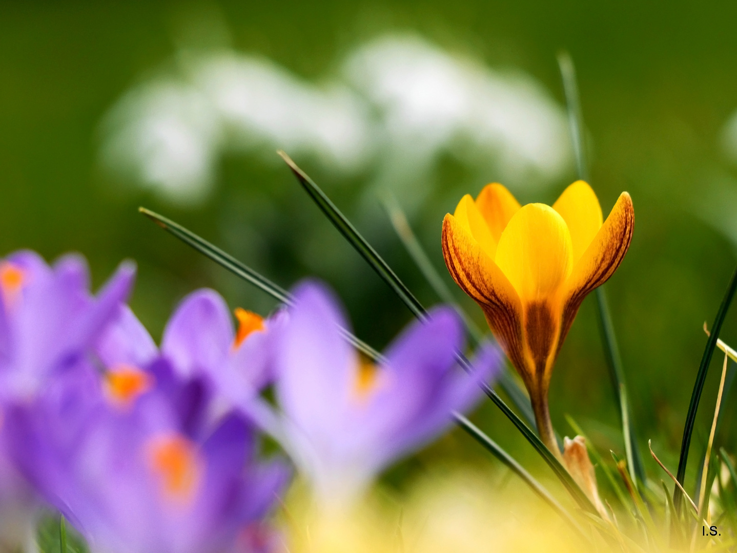 Der Frühling ist bunt!