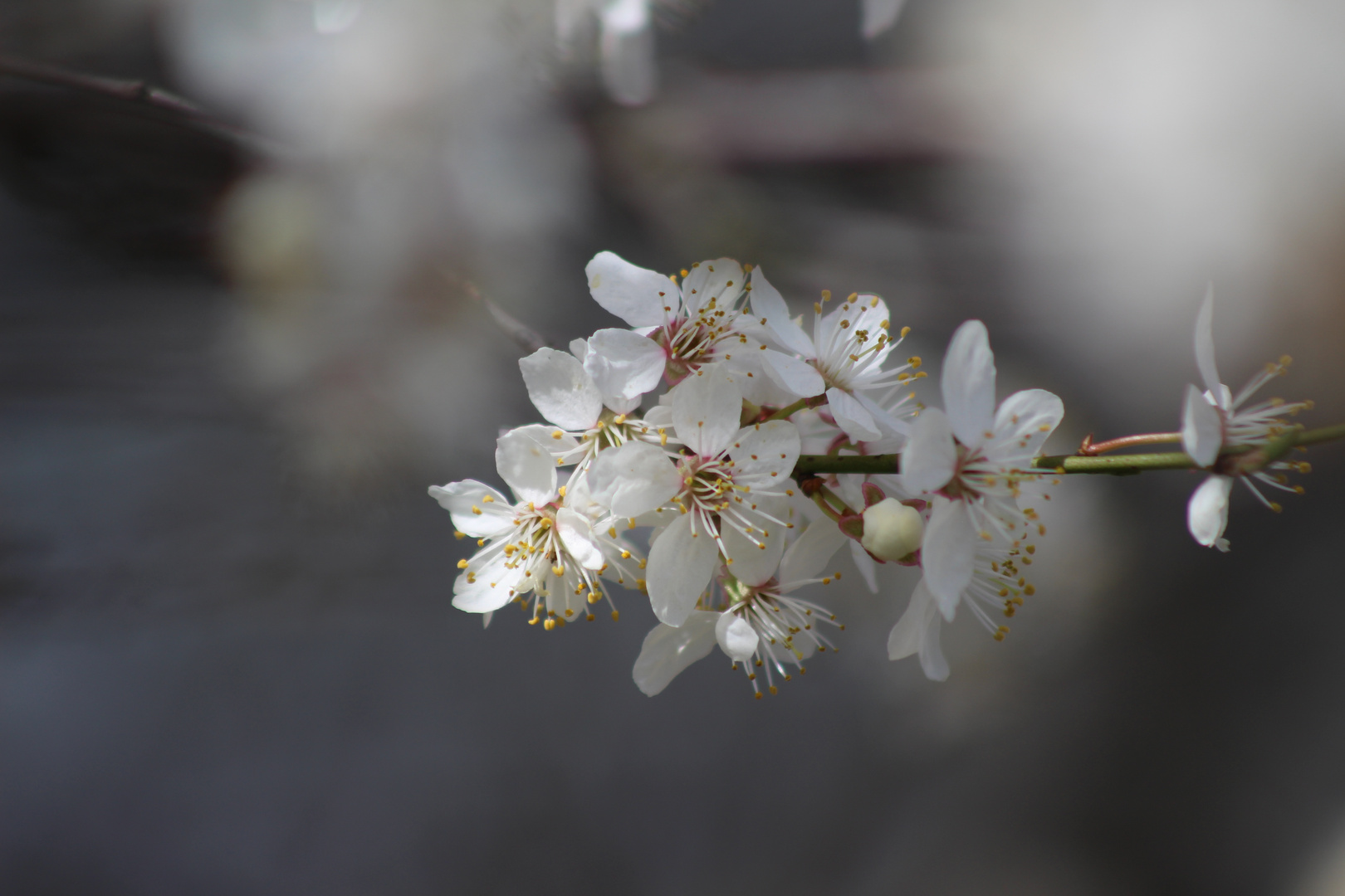 Der Frühling ist da...