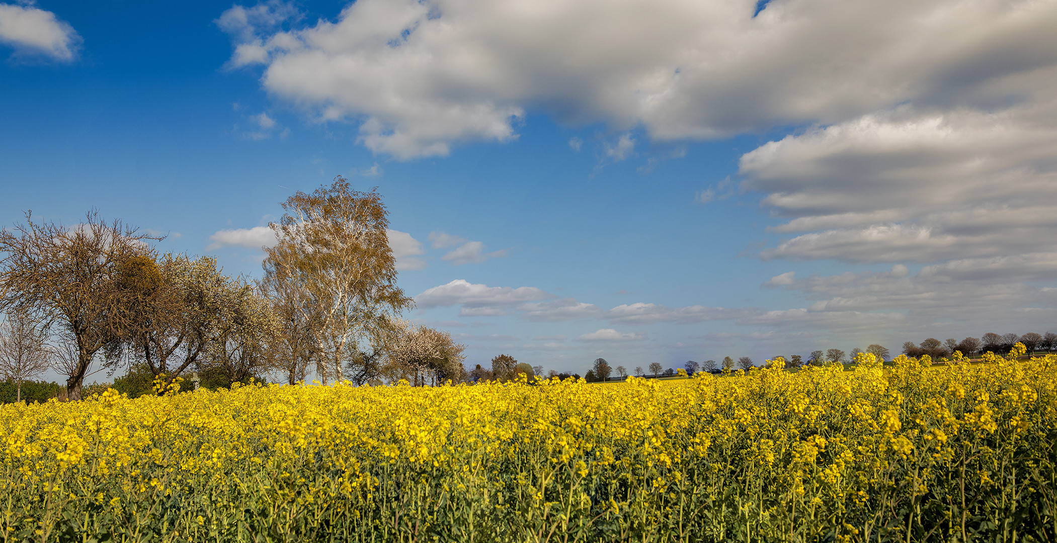 Der Frühling ist da 003