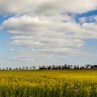 Der Frühling ist da 004