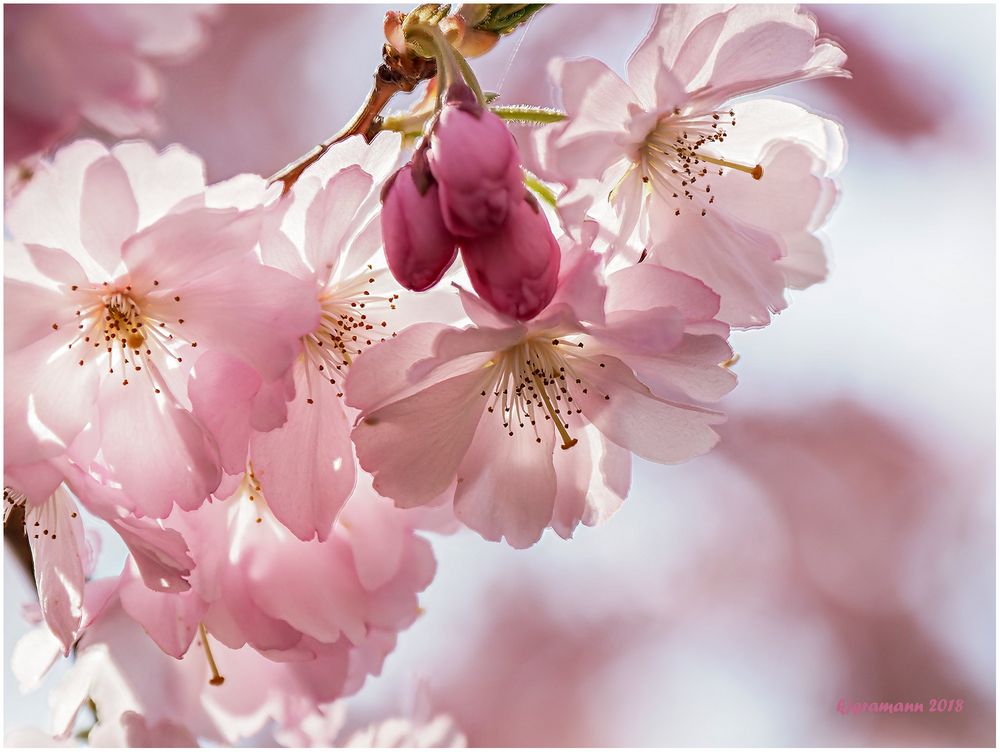 der frühling ist da.......