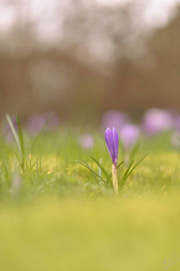 Der Frühling ist da.