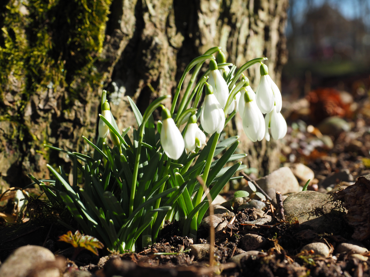 Der Frühling ist da.