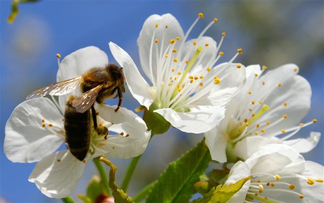 Der Frühling ist da