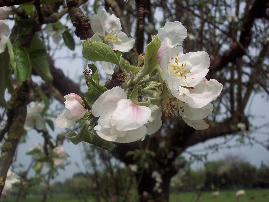 Der Frühling ist da/