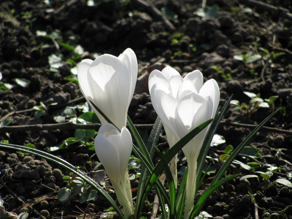 Der Frühling ist da!