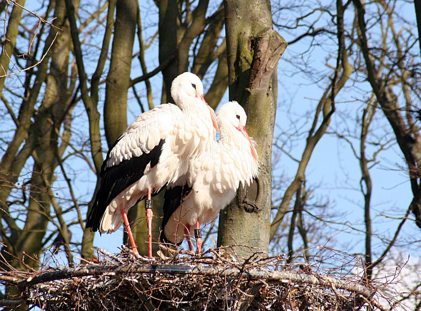 Der Frühling ist da