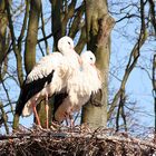 Der Frühling ist da